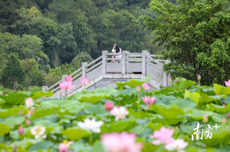 莲子的种植方法