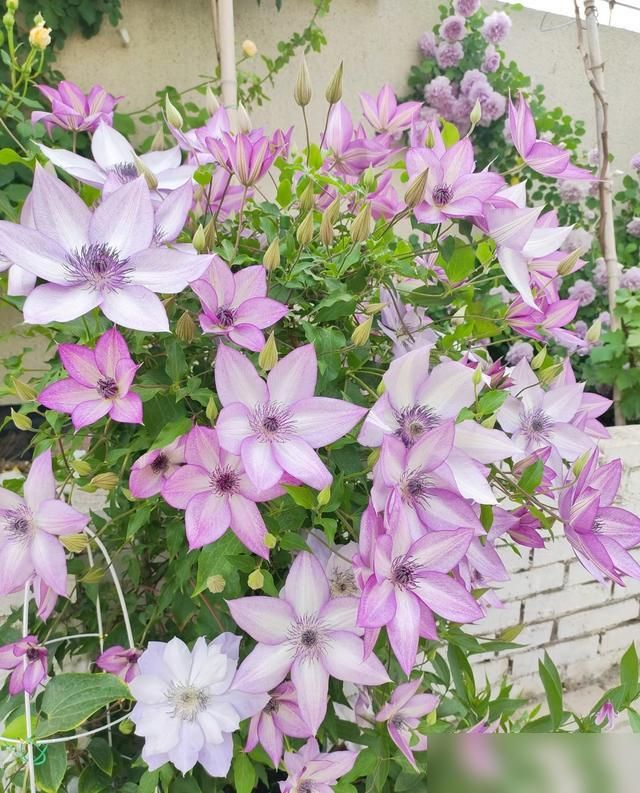 铁线莲种植方法