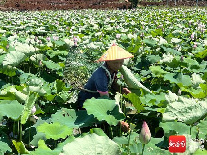 莲子的种植方法