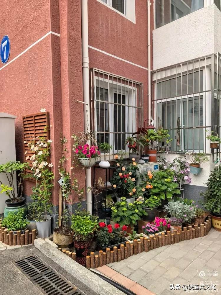 铁线莲种植方法