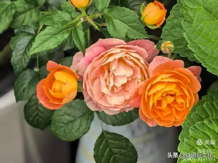 铁线莲种植方法