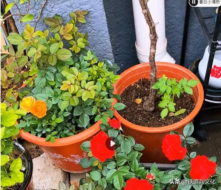 铁线莲种植方法