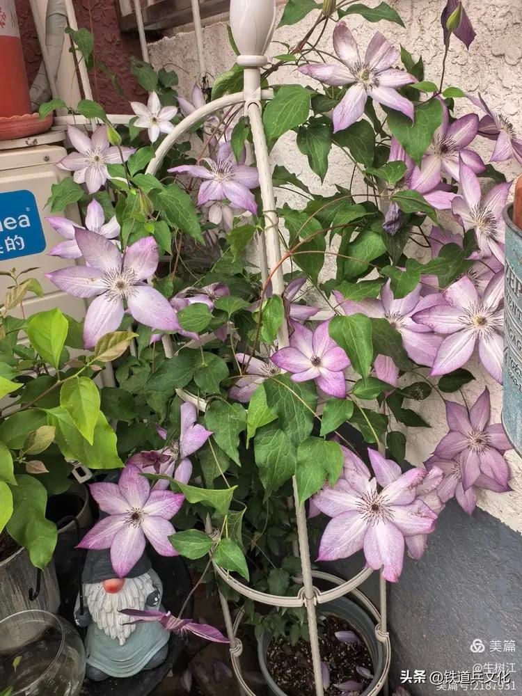 铁线莲种植方法
