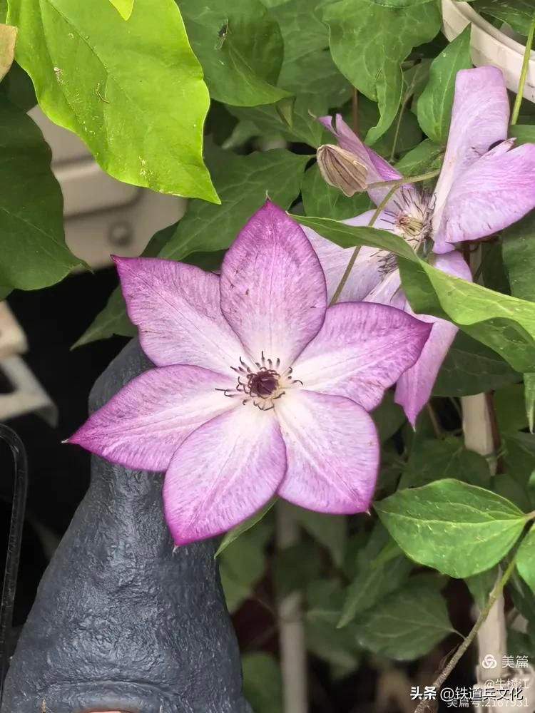 铁线莲种植方法