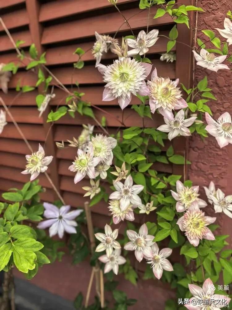 铁线莲种植方法
