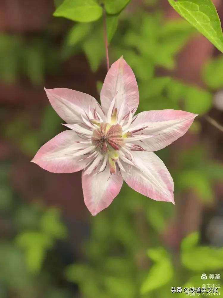铁线莲种植方法