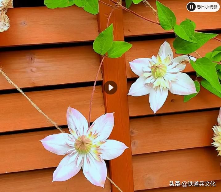 铁线莲种植方法