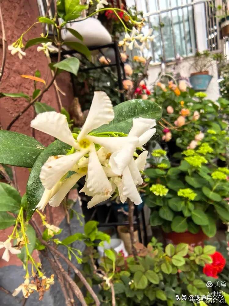 铁线莲种植方法