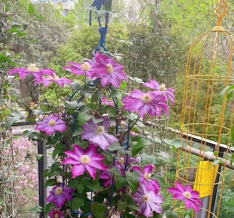 铁线莲种植方法