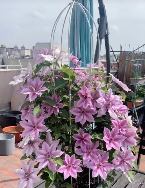 铁线莲种植方法