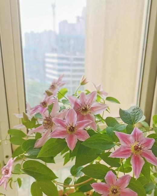 铁线莲种植方法