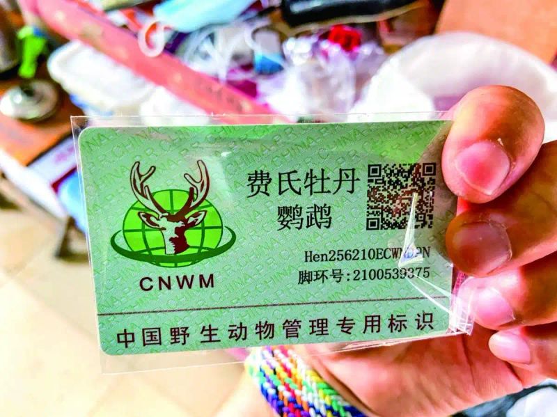 越南鹩哥多少钱一只