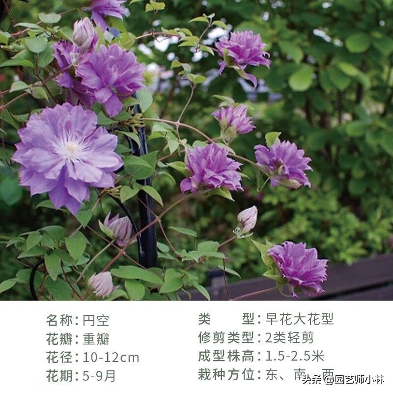 铁线莲种植方法