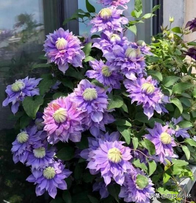 铁线莲种植方法