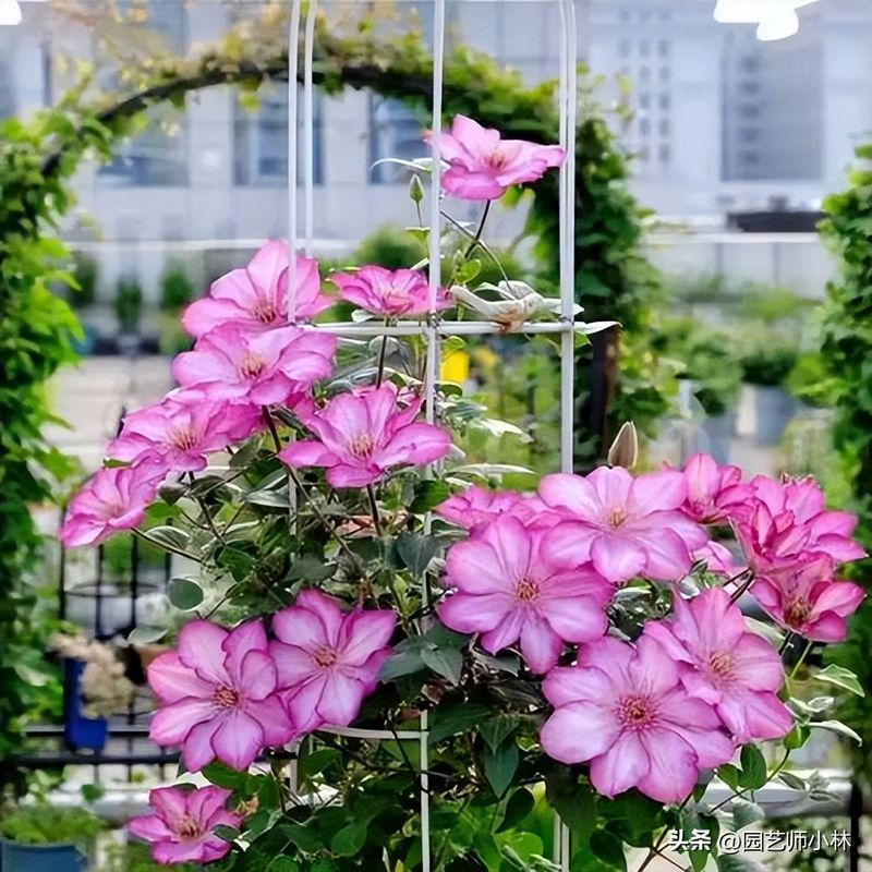 铁线莲种植方法