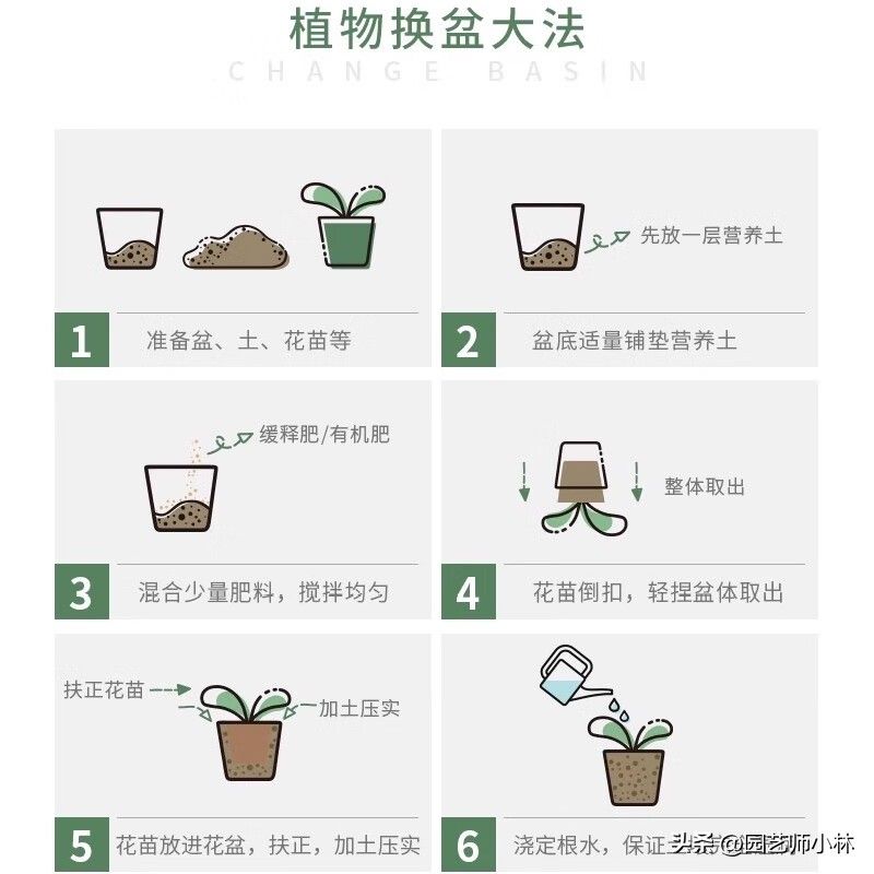 铁线莲种植方法