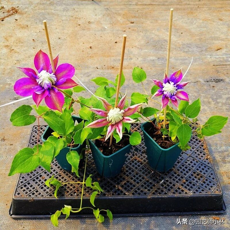 铁线莲种植方法