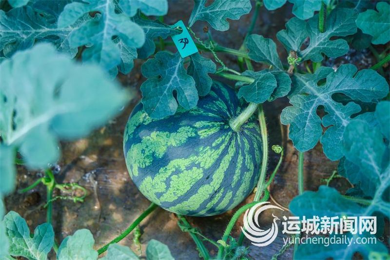反季节大蒜种植技术