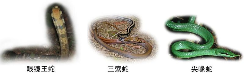越南鹩哥多少钱一只