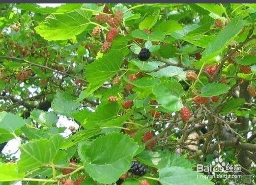 桑树的种植方法