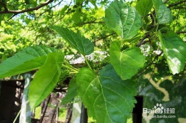 桑树的种植方法