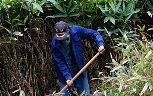 竹子的种植方法