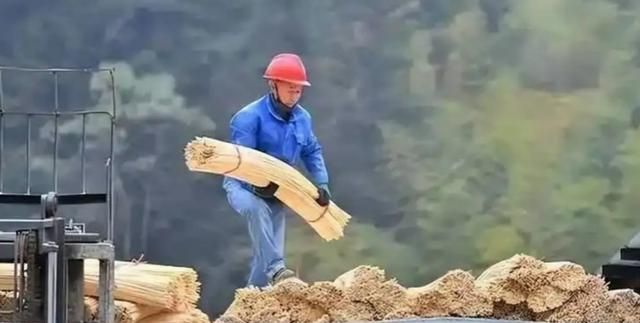 竹子的种植方法