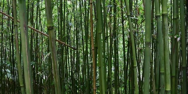 竹子的种植方法