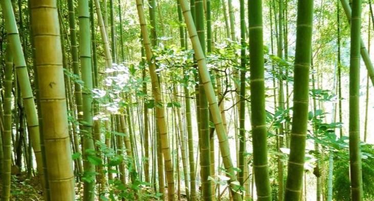 竹子的种植方法