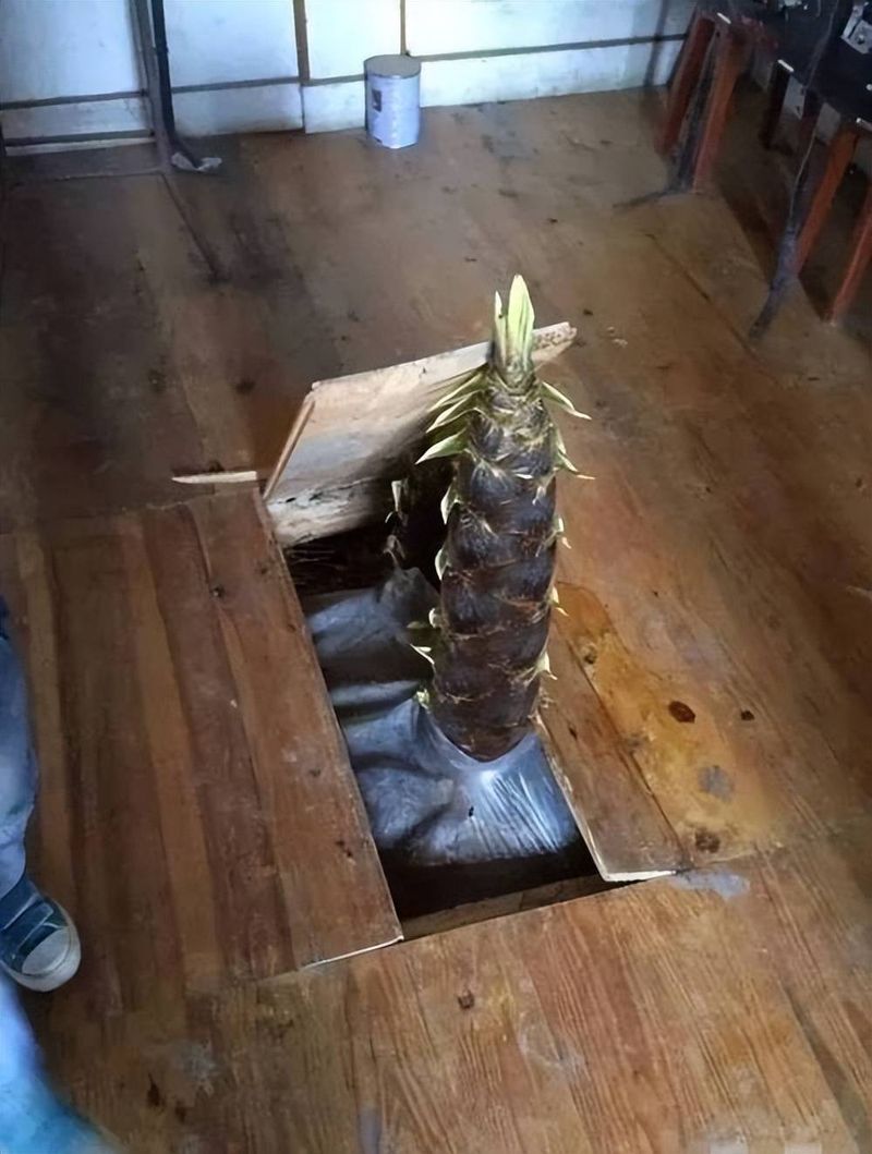 竹子的种植方法
