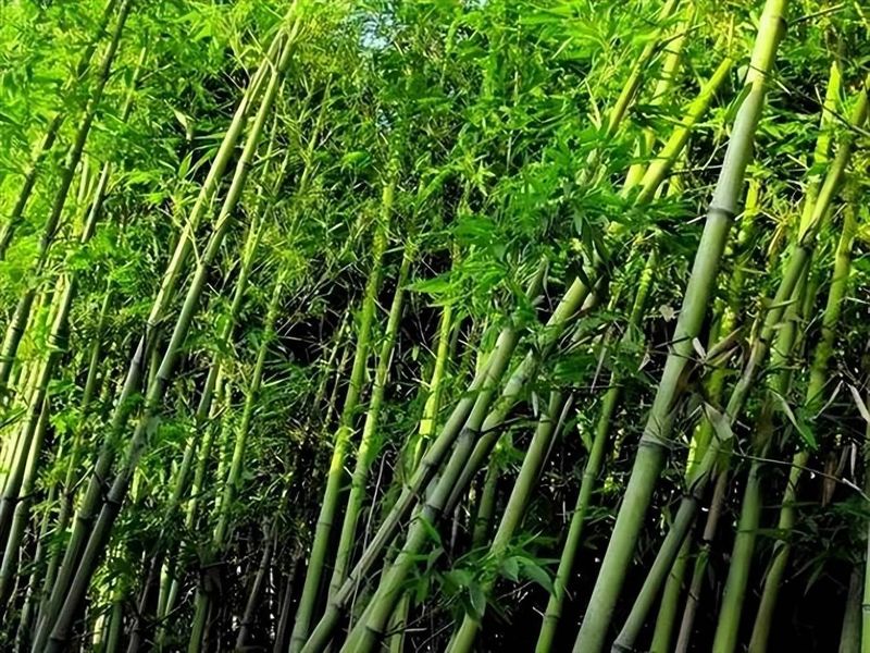 竹子的种植方法