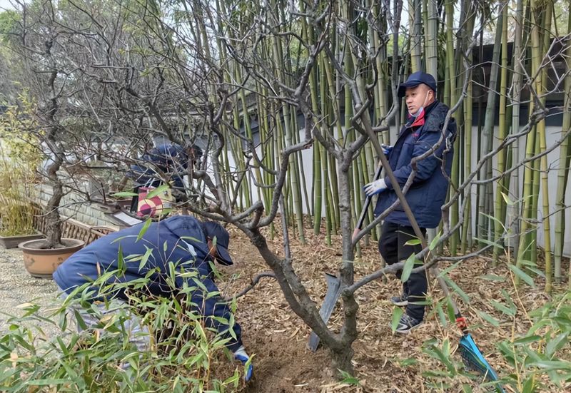 竹子的种植方法