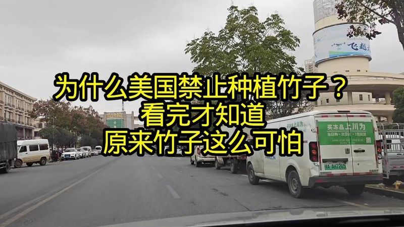竹子的种植方法
