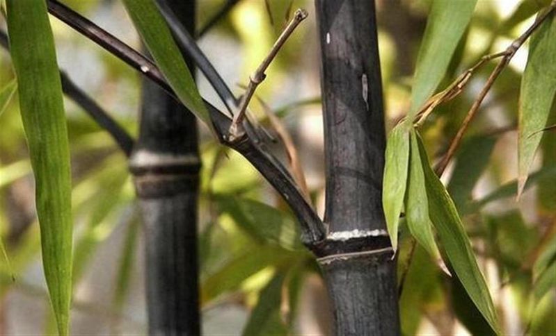 竹子的种植方法