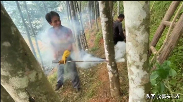 沉香种植方法
