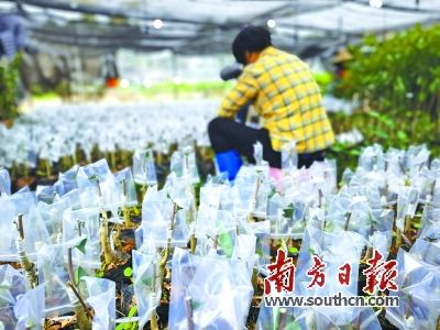 沉香种植方法