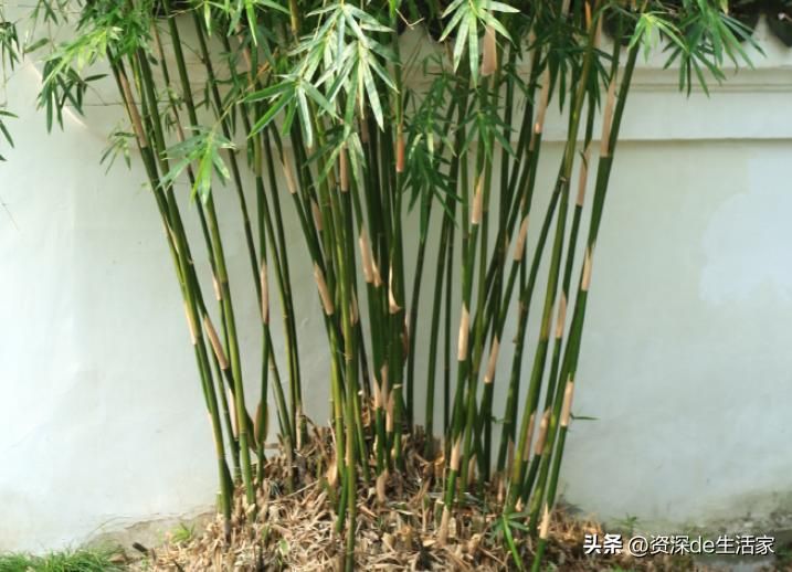 竹子的种植方法