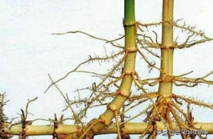 竹子的种植方法