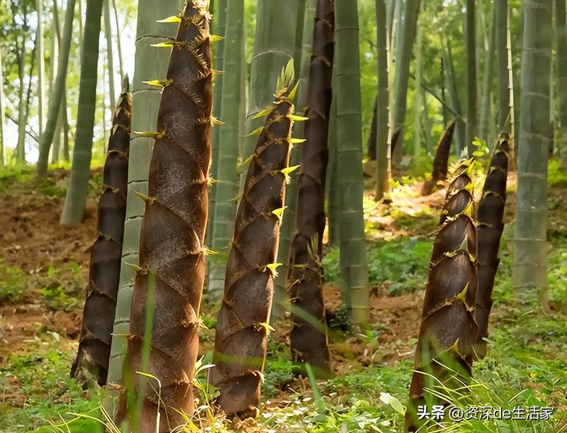 竹子的种植方法