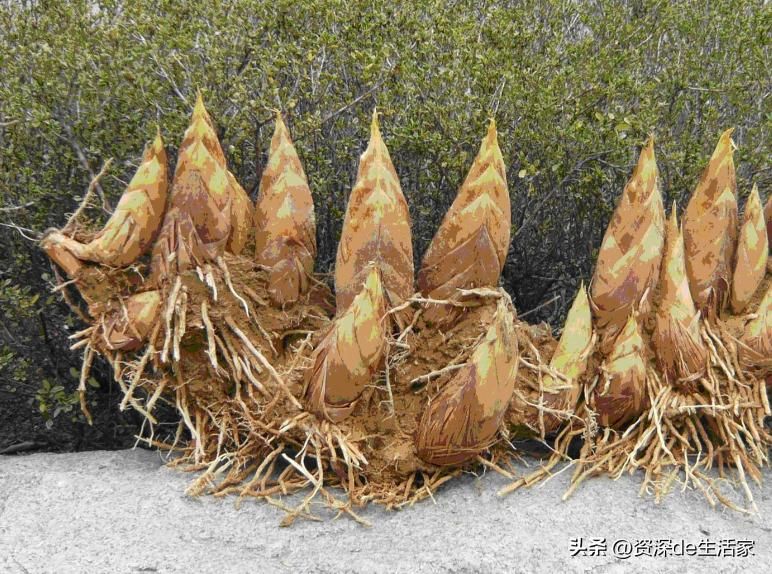 竹子的种植方法