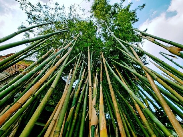 竹子的种植方法