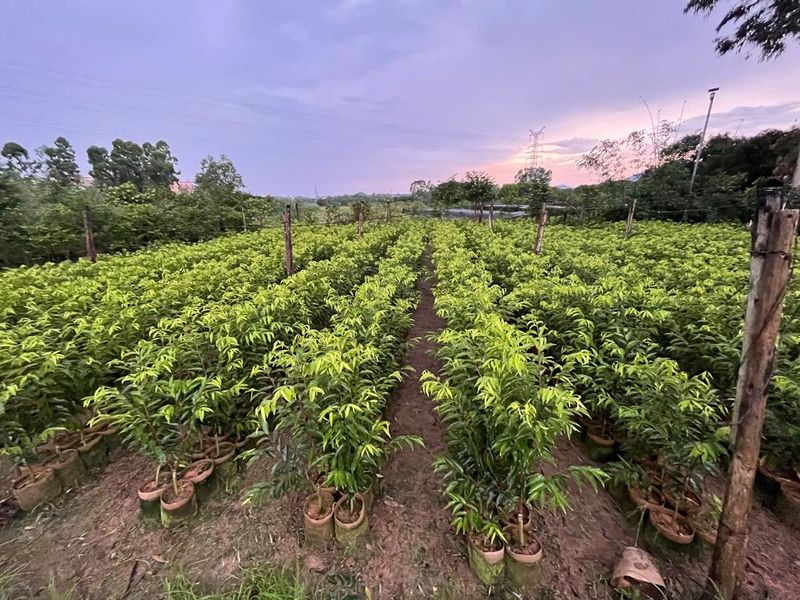 沉香种植方法