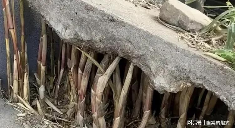 竹子的种植方法