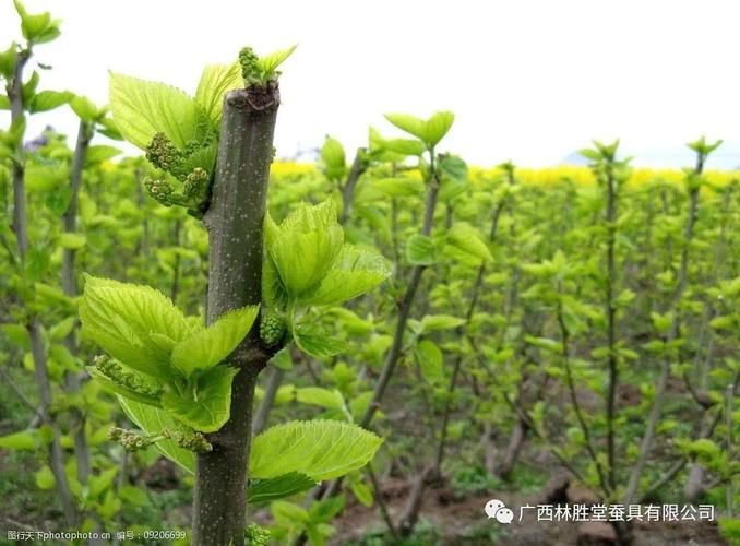 桑树的种植方法