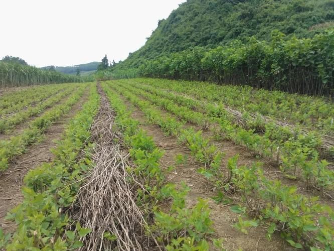 桑树的种植方法