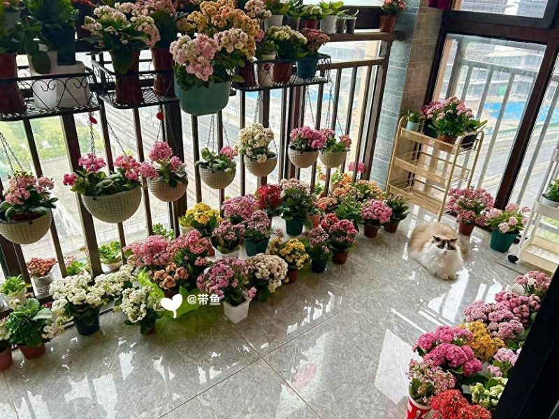 长寿花种植方法