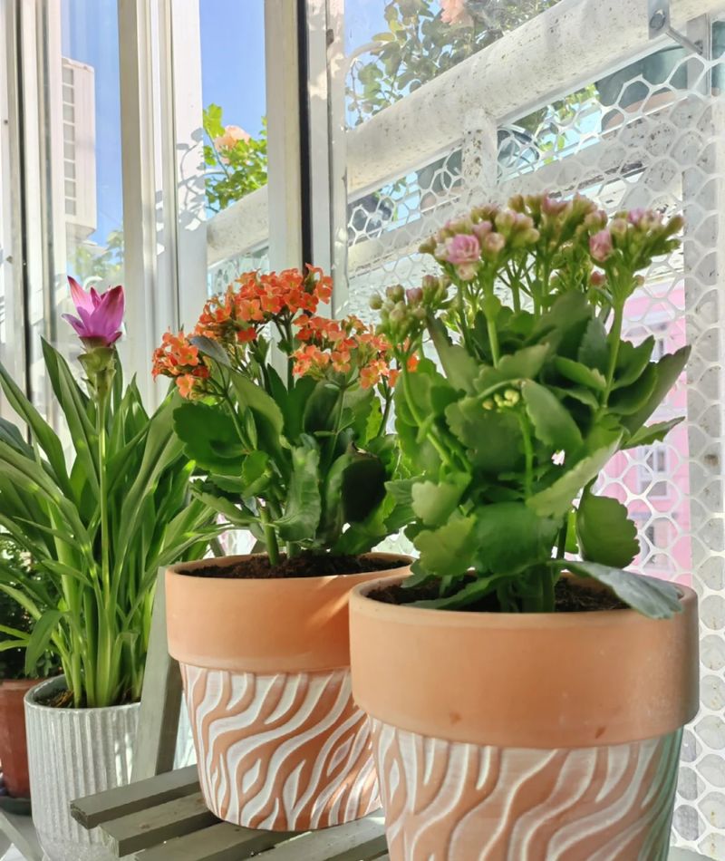 长寿花种植方法