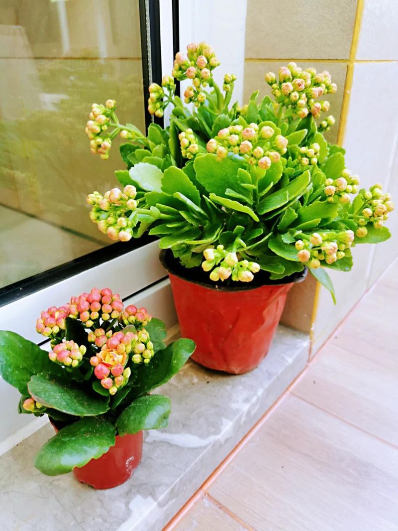 长寿花种植方法