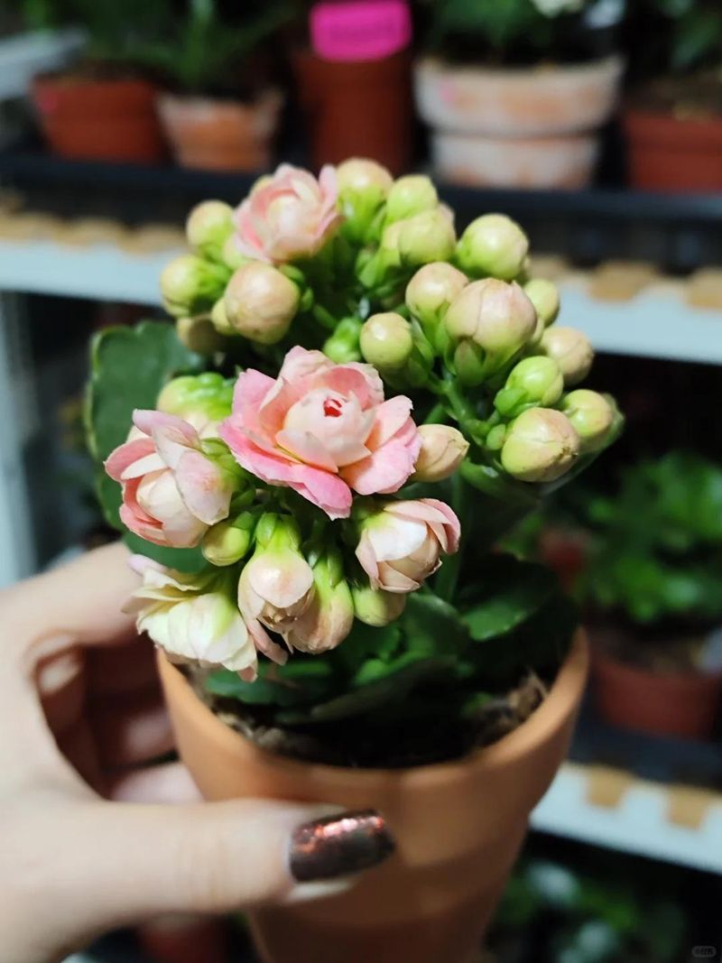 长寿花种植方法