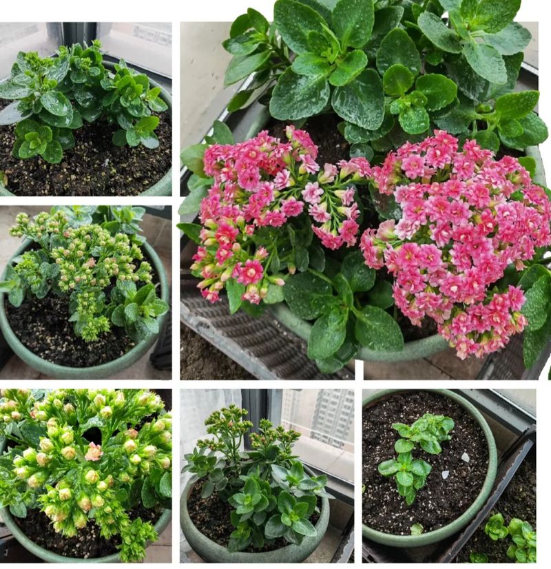 长寿花种植方法
